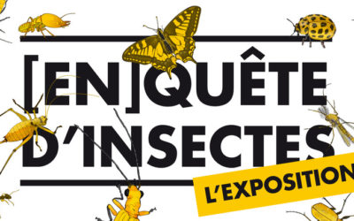 En(quête) d’insectes