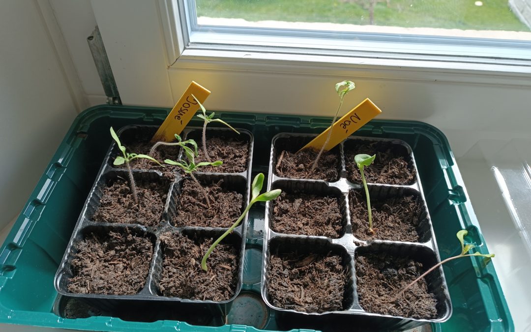 Les élèves commencent les semis en classe