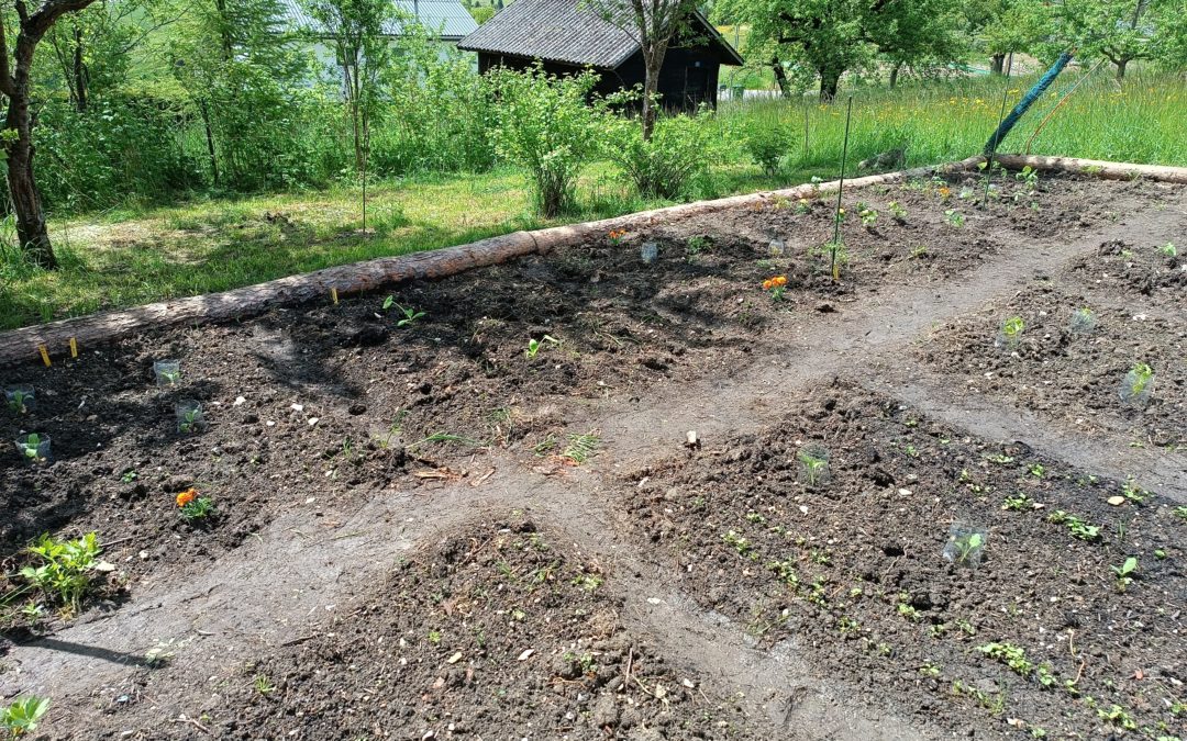 Plantons les plantons !