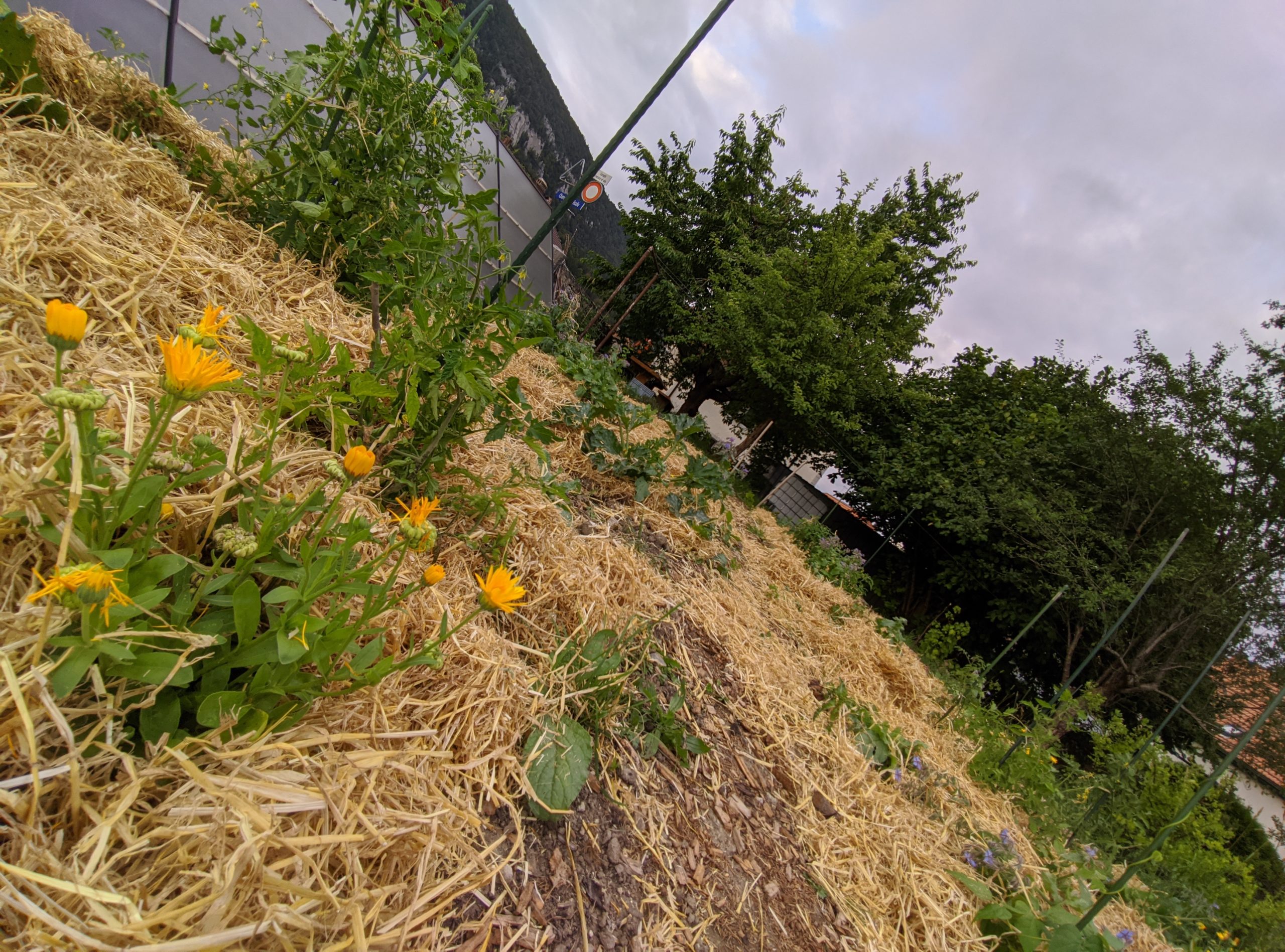 L’été au jardin