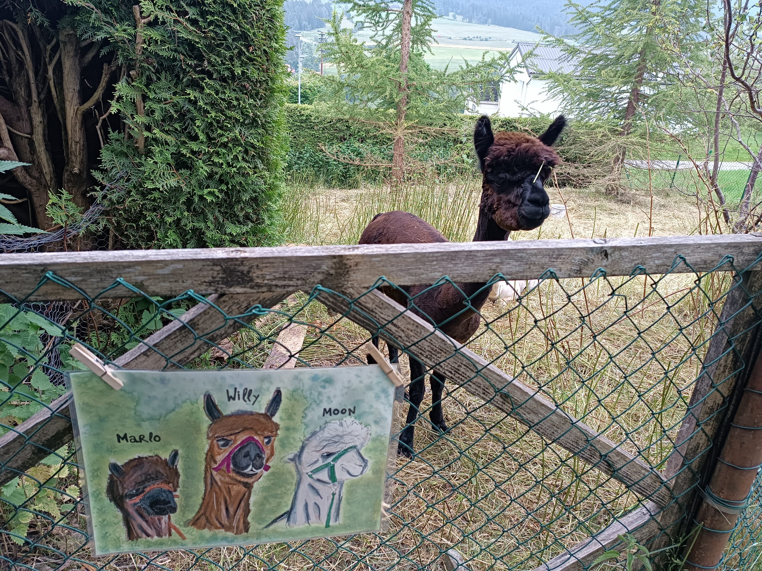 Des alpagas au jardin