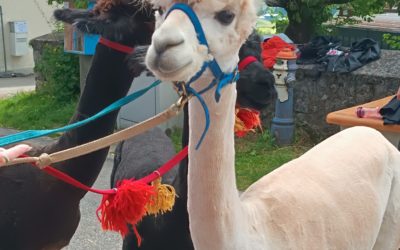 Protégé : Rencontre avec les alpagas