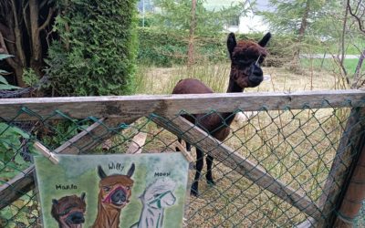 Des alpagas au jardin