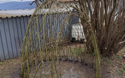 Naissance de notre cabane vivante 